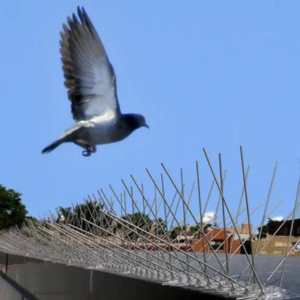 Bird Proofing