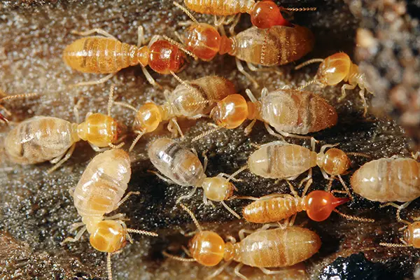 termite-control